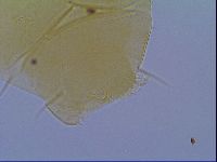 Echiniscus virginicus image