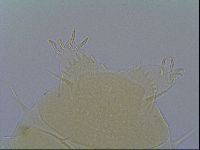 Echiniscus virginicus image