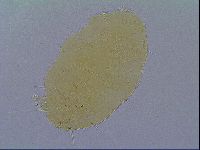 Echiniscus virginicus image