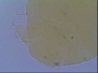 Echiniscus virginicus image