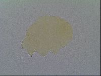 Echiniscus virginicus image