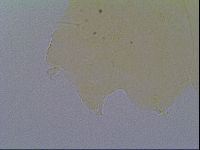 Echiniscus virginicus image