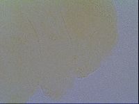 Echiniscus virginicus image