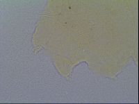 Echiniscus virginicus image