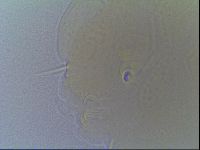 Echiniscus virginicus image