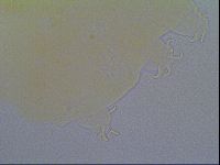 Echiniscus virginicus image