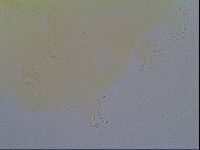 Echiniscus virginicus image