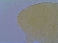 Echiniscus virginicus image