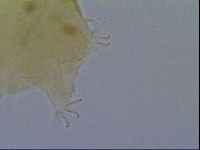 Echiniscus virginicus image