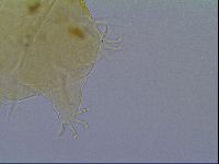 Echiniscus virginicus image