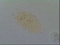 Echiniscus virginicus image