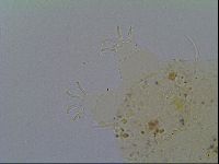 Echiniscus virginicus image