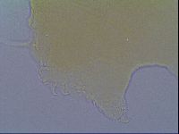 Echiniscus virginicus image