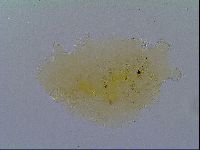 Echiniscus virginicus image