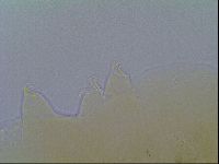 Echiniscus virginicus image