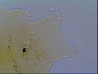 Echiniscus virginicus image
