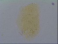 Echiniscus virginicus image