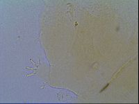 Echiniscus virginicus image