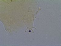 Echiniscus virginicus image