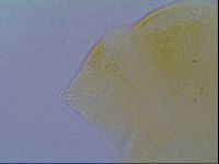 Echiniscus virginicus image