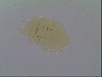 Echiniscus virginicus image