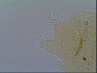 Echiniscus virginicus image