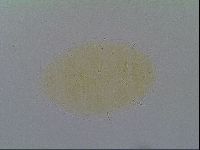 Echiniscus virginicus image