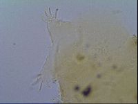 Echiniscus virginicus image