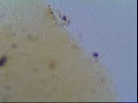 Echiniscus virginicus image