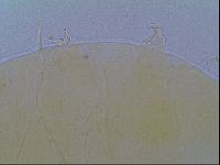 Echiniscus virginicus image