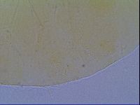 Echiniscus virginicus image
