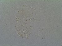 Echiniscus virginicus image