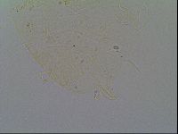 Echiniscus virginicus image