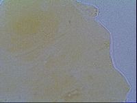 Echiniscus virginicus image