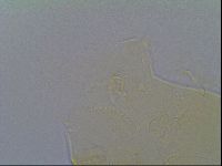 Echiniscus virginicus image