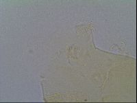 Echiniscus virginicus image