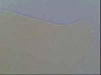 Echiniscus virginicus image