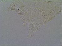 Echiniscus virginicus image