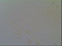 Echiniscus virginicus image