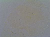 Echiniscus virginicus image