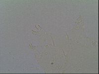 Echiniscus virginicus image