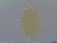 Echiniscus virginicus image