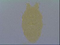 Echiniscus virginicus image
