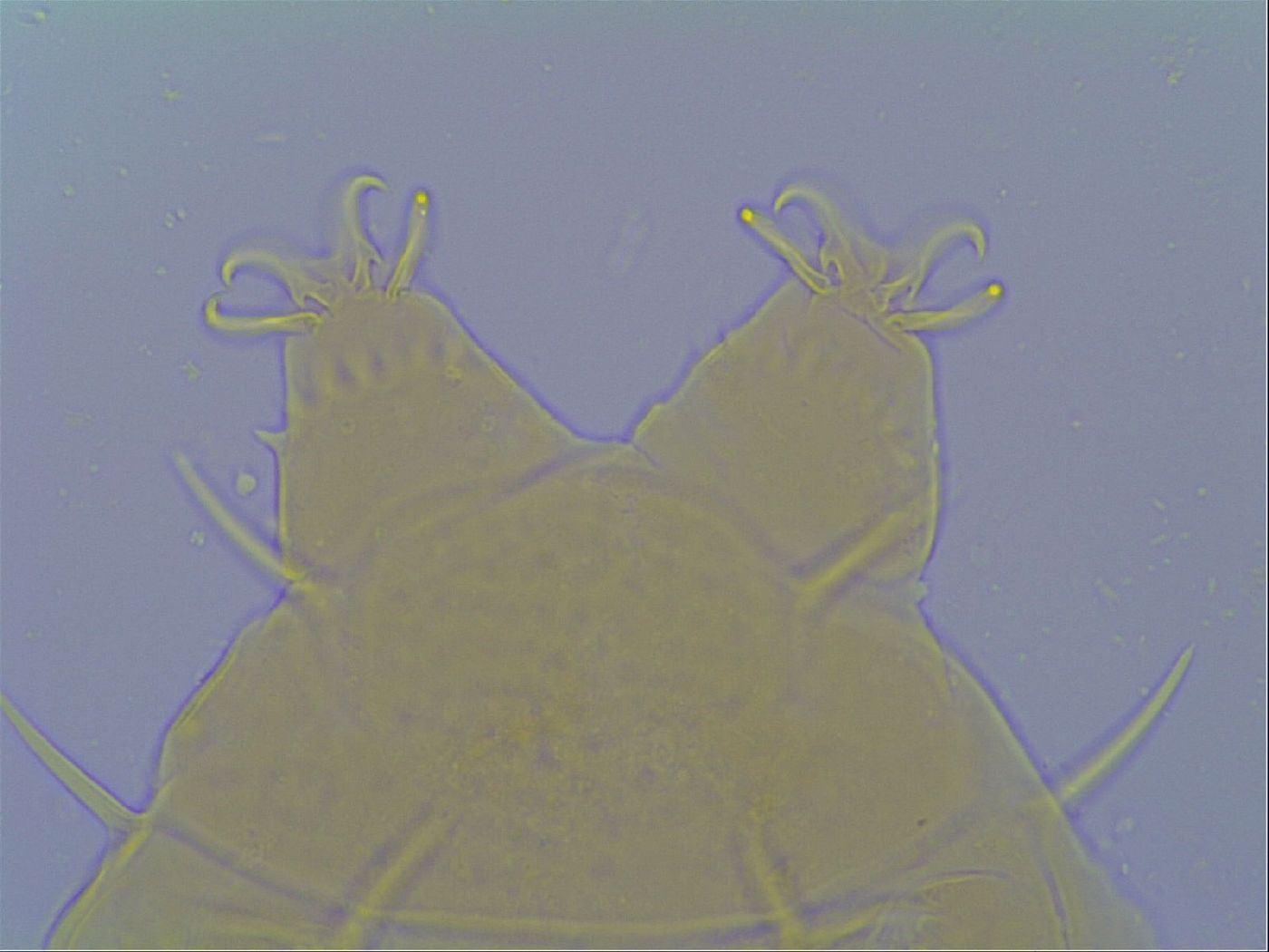 Echiniscus virginicus image