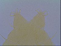 Echiniscus virginicus image