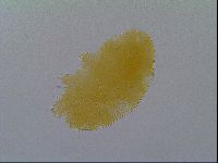 Echiniscus virginicus image