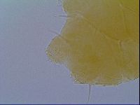 Echiniscus virginicus image