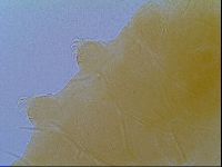 Echiniscus virginicus image