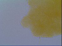 Echiniscus virginicus image