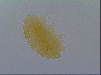 Echiniscus virginicus image